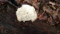 Hericium erinaceus image