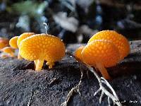 Favolaschia calocera image