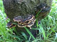 Trametes versicolor image