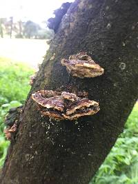 Trametes versicolor image