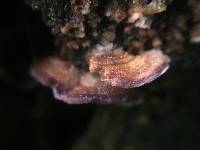 Trichaptum biforme image