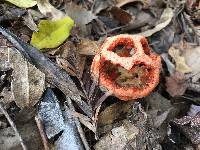 Clathrus ruber image