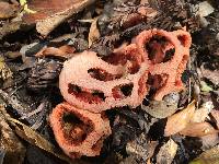 Clathrus ruber image