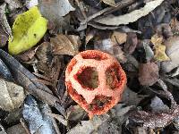 Clathrus ruber image