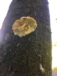 Trametes versicolor image