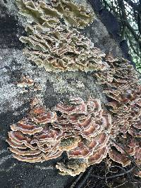 Trametes versicolor image