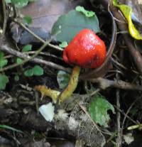 Leratiomyces erythrocephalus image