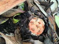 Clathrus ruber image