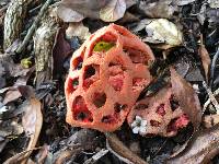 Clathrus ruber image