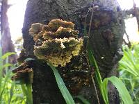 Trametes versicolor image