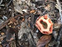 Clathrus ruber image