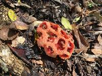 Clathrus ruber image