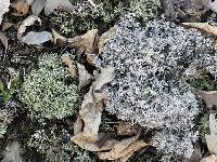 Cladonia amaurocraea image