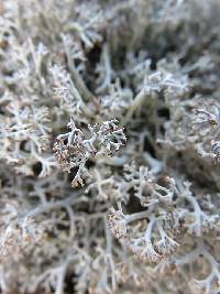 Cladonia rangiferina image