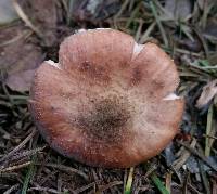 Armillaria sinapina image