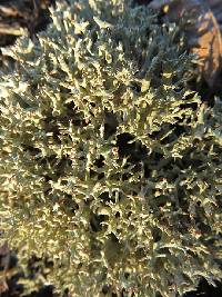 Cladonia amaurocraea image