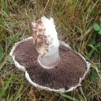 Agaricus campestris image