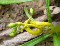 Puccinia mariae-wilsoniae image