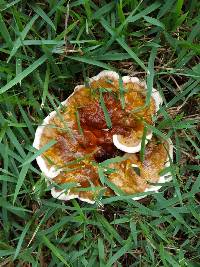 Ganoderma sessile image