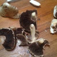 Agaricus campestris image