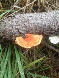 Pycnoporus coccineus image