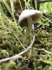 Inocybe insinuata image