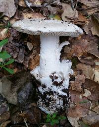 Amanita ocreata image