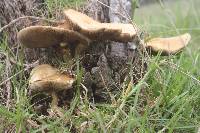 Agrocybe parasitica image