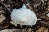 Leucocoprinus cepistipes image