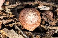 Gymnopilus thiersii image