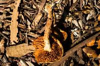 Gymnopilus sapineus image