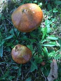 Suillus luteus image