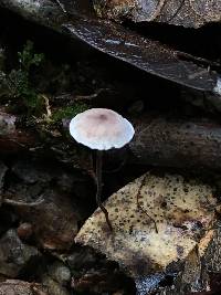 Gymnopus quercophilus image