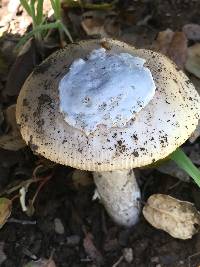 Amanita velosa image