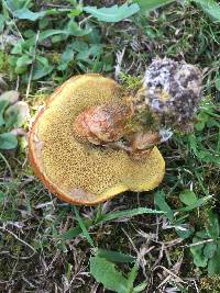 Suillus luteus image