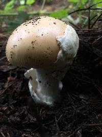 Amanita velosa image