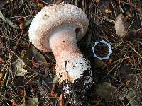 Amanita novinupta image