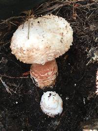 Amanita novinupta image