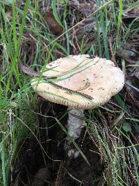 Amanita velosa image