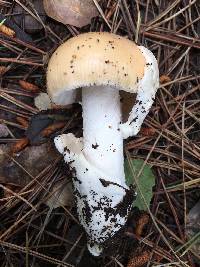 Amanita velosa image