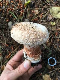 Amanita novinupta image