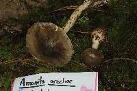 Amanita arocheae image