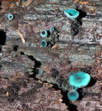 Chlorociboria aeruginosa image