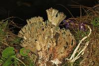 Ramaria cyanocephala image