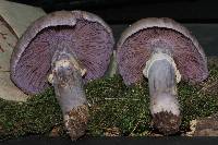 Cortinarius caperatus image