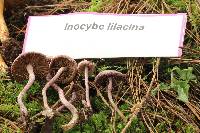 Inocybe geophylla var. lilacina image