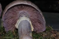 Cortinarius caperatus image
