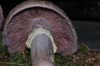 Cortinarius caperatus image