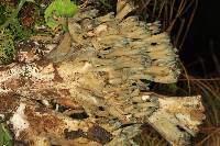 Ramaria cyanocephala image