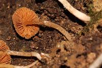 Cortinarius acutus image